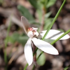 Caladenia fuscata at Tuggeranong DC, ACT - 7 Oct 2021