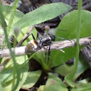 Polyrhachis ammon at Fadden, ACT - 7 Oct 2021 01:04 PM