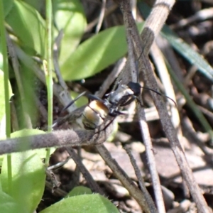 Polyrhachis ammon at Fadden, ACT - 7 Oct 2021 01:04 PM