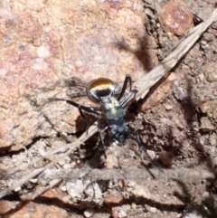 Polyrhachis ammon at Fadden, ACT - 7 Oct 2021