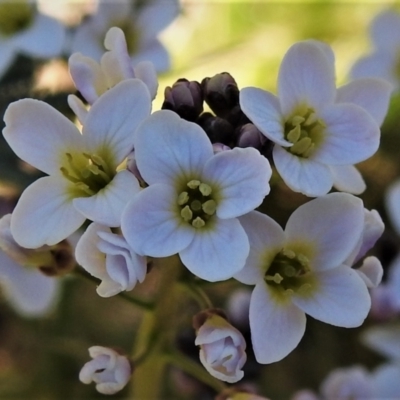 Cardamine sp. (Bittercress) at Namadgi National Park - 6 Oct 2021 by JohnBundock