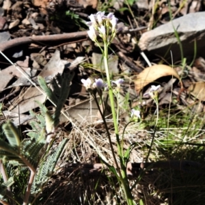 Cardamine sp. at Mount Clear, ACT - 6 Oct 2021