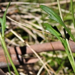 Cardamine sp. at Mount Clear, ACT - 6 Oct 2021