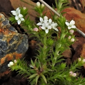 Asperula scoparia at Booth, ACT - 3 Oct 2021 10:36 AM