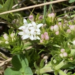 Asperula scoparia (Prickly Woodruff) at Booth, ACT - 6 Oct 2021 by RAllen