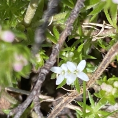 Asperula scoparia at Booth, ACT - 6 Oct 2021