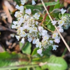 Poranthera microphylla (Small Poranthera) at Moncrieff, ACT - 6 Oct 2021 by Jiggy