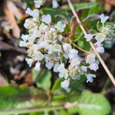 Poranthera microphylla (Small Poranthera) at Moncrieff, ACT - 7 Oct 2021 by Jiggy