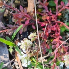 Poranthera microphylla at Moncrieff, ACT - 7 Oct 2021