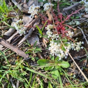 Poranthera microphylla at Moncrieff, ACT - 7 Oct 2021