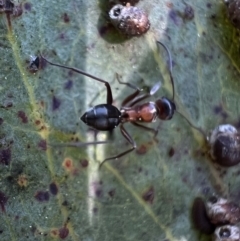 Camponotus sponsorum at Murrumbateman, NSW - 7 Oct 2021 by SimoneC