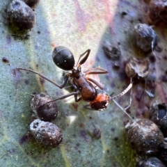 Camponotus sponsorum at Murrumbateman, NSW - 7 Oct 2021