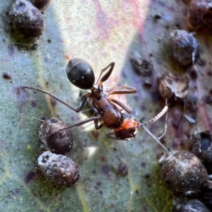 Camponotus sponsorum at suppressed - 7 Oct 2021