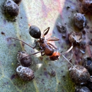 Camponotus sponsorum at Murrumbateman, NSW - 7 Oct 2021