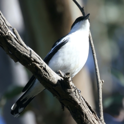 Lalage tricolor (White-winged Triller) at Mount Ainslie - 6 Oct 2021 by jb2602