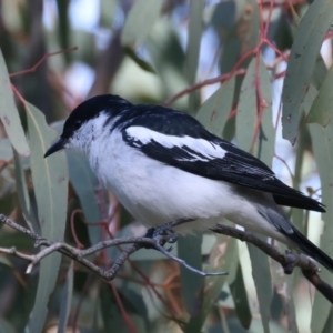 Lalage tricolor at Pialligo, ACT - 6 Oct 2021