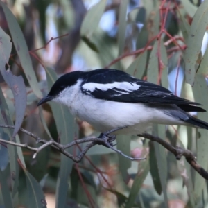 Lalage tricolor at Pialligo, ACT - 6 Oct 2021