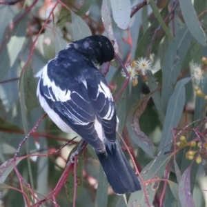 Lalage tricolor at Pialligo, ACT - 6 Oct 2021