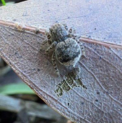 Maratus vespertilio (Bat-like peacock spider) at Murrumbateman, NSW - 7 Oct 2021 by SimoneC