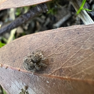 Maratus vespertilio at Murrumbateman, NSW - suppressed