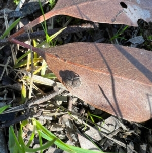 Maratus vespertilio at Murrumbateman, NSW - suppressed