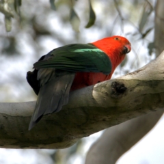 Alisterus scapularis (Australian King-Parrot) at Table Top, NSW - 6 Oct 2021 by PaulF