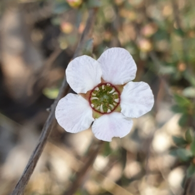 Gaudium multicaule (Teatree) at Holt, ACT - 7 Oct 2021 by drakes