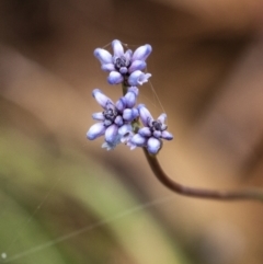 Conospermum tenuifolium (Sprawling Smoke-bush, Slender Wire Lily) at Penrose - 3 Oct 2021 by Aussiegall