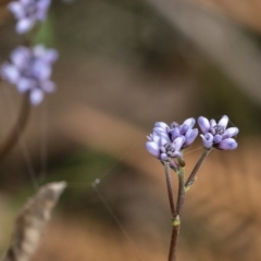 Conospermum tenuifolium at Penrose, NSW - 4 Oct 2021