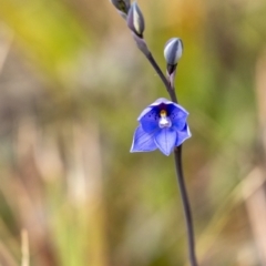 Thelymitra ixioides (Dotted Sun Orchid) at Wingecarribee Local Government Area - 4 Oct 2021 by Aussiegall
