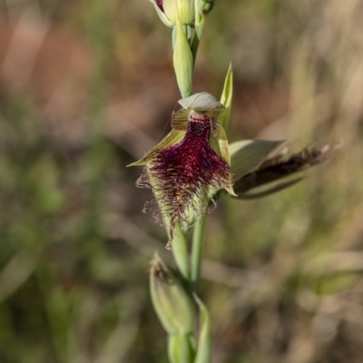 Calochilus platychilus (Purple Beard Orchid) at Penrose - 7 Oct 2021 by Aussiegall