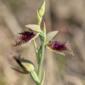 Calochilus platychilus at Penrose, NSW - suppressed