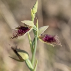 Calochilus platychilus at Penrose, NSW - 7 Oct 2021