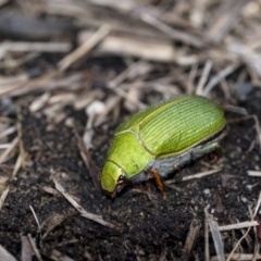 Xylonichus eucalypti (Green cockchafer beetle) at Penrose, NSW - 7 Oct 2021 by Aussiegall