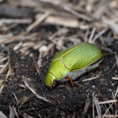 Xylonichus eucalypti (Green cockchafer beetle) at Wingecarribee Local Government Area - 6 Oct 2021 by Aussiegall
