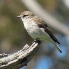 Microeca fascinans (Jacky Winter) at Namadgi National Park - 7 Oct 2021 by RodDeb