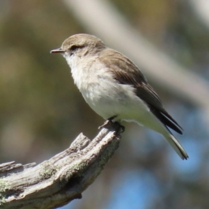 Microeca fascinans at Tharwa, ACT - 7 Oct 2021