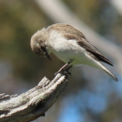 Microeca fascinans at Tharwa, ACT - 7 Oct 2021 01:50 PM