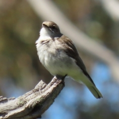 Microeca fascinans at Tharwa, ACT - 7 Oct 2021 01:50 PM