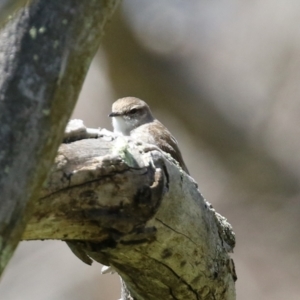 Microeca fascinans at Tharwa, ACT - 7 Oct 2021 01:50 PM