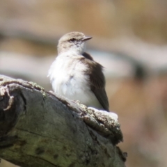 Microeca fascinans at Tharwa, ACT - 7 Oct 2021