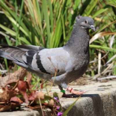 Columba livia (Rock Dove (Feral Pigeon)) at Namadgi National Park - 7 Oct 2021 by RodDeb