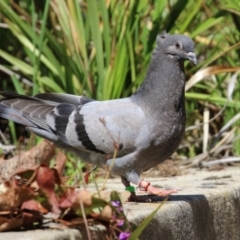Columba livia (Rock Dove (Feral Pigeon)) at Paddys River, ACT - 7 Oct 2021 by RodDeb