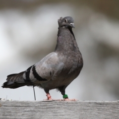 Columba livia at Paddys River, ACT - 7 Oct 2021