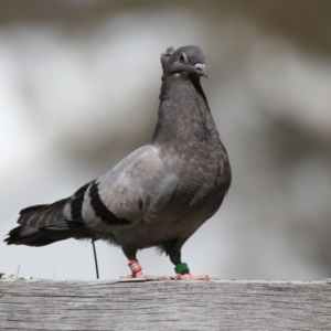 Columba livia at Paddys River, ACT - 7 Oct 2021