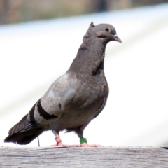 Columba livia at Paddys River, ACT - 7 Oct 2021