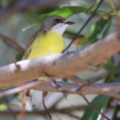 Gerygone olivacea (White-throated Gerygone) at Paddys River, ACT - 7 Oct 2021 by RodDeb