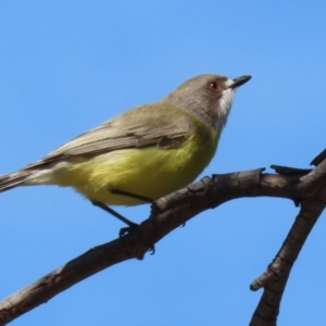 Gerygone olivacea at Tharwa, ACT - 7 Oct 2021