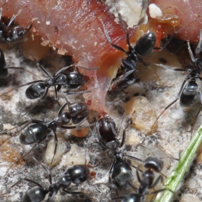 Iridomyrmex rufoniger (Tufted Tyrant Ant) at Evatt, ACT - 3 Oct 2021 by TimL