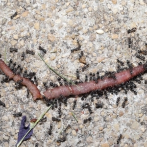 Iridomyrmex rufoniger at Evatt, ACT - 3 Oct 2021